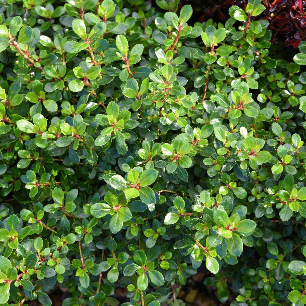 Thompson and Morgan Escallonia Rubra Red Dream Plant Pot 9cm 3 Pack Image 2