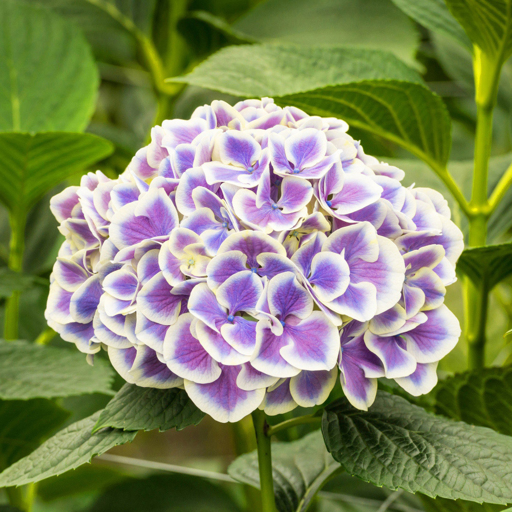 Thompson and Morgan Hydrangea Bicolour Bavaria Plant Pot 10.5cm 3 Pack Image 2