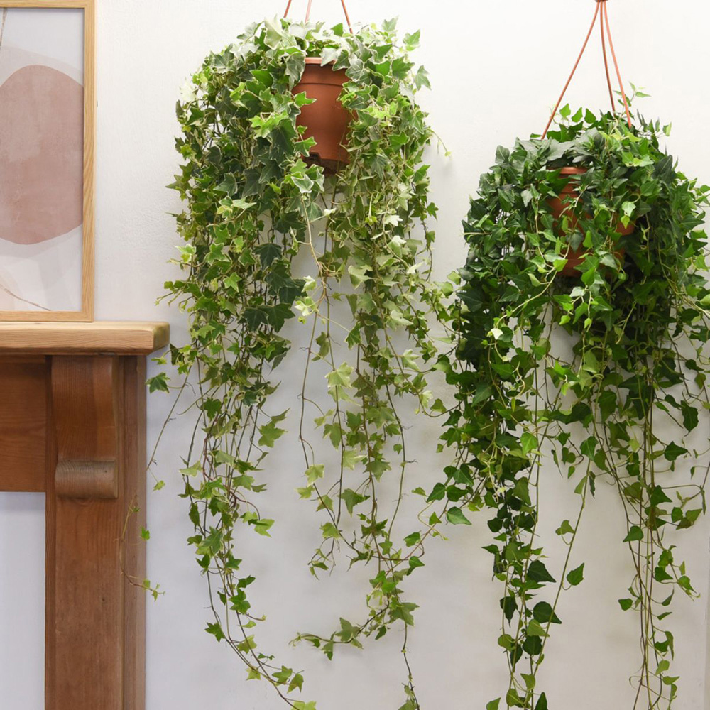 Thompson and Morgan Hedera Helix Mix Plant Pot 19cm Image 4