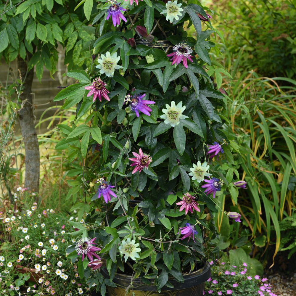 Thompson and Morgan Passiflora Passion Flower Tricolour Plant Pot 12cm Image 1