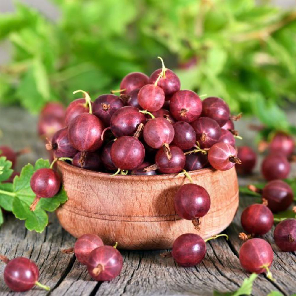 Thompson and Morgan Red Gooseberry Giggles Plant Pot 9cm Image 3