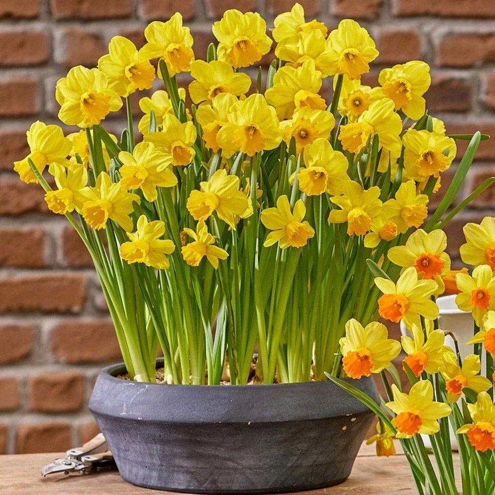 Thompson and Morgan Daffodil Container Collection Planting Bulb 48 Pack Image 5