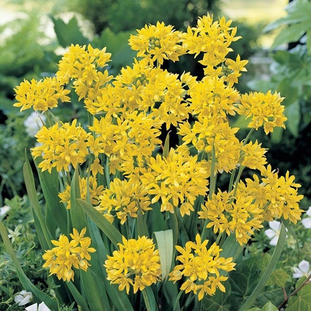 Thompson and Morgan Allium Collection Mixed Planting Bulb 100 Pack Image 4