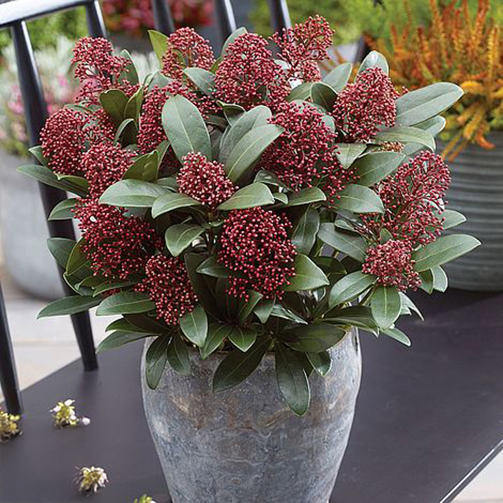 Thompson and Morgan Winter Interest Shrub Collection Plant Pot 9cm 6 Pack Image 2