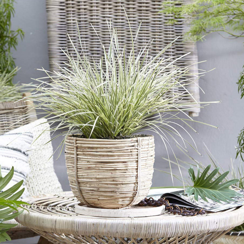 Thompson and Morgan Lomandra White Sands Potted Plant 9cm 3 Pack Image 4