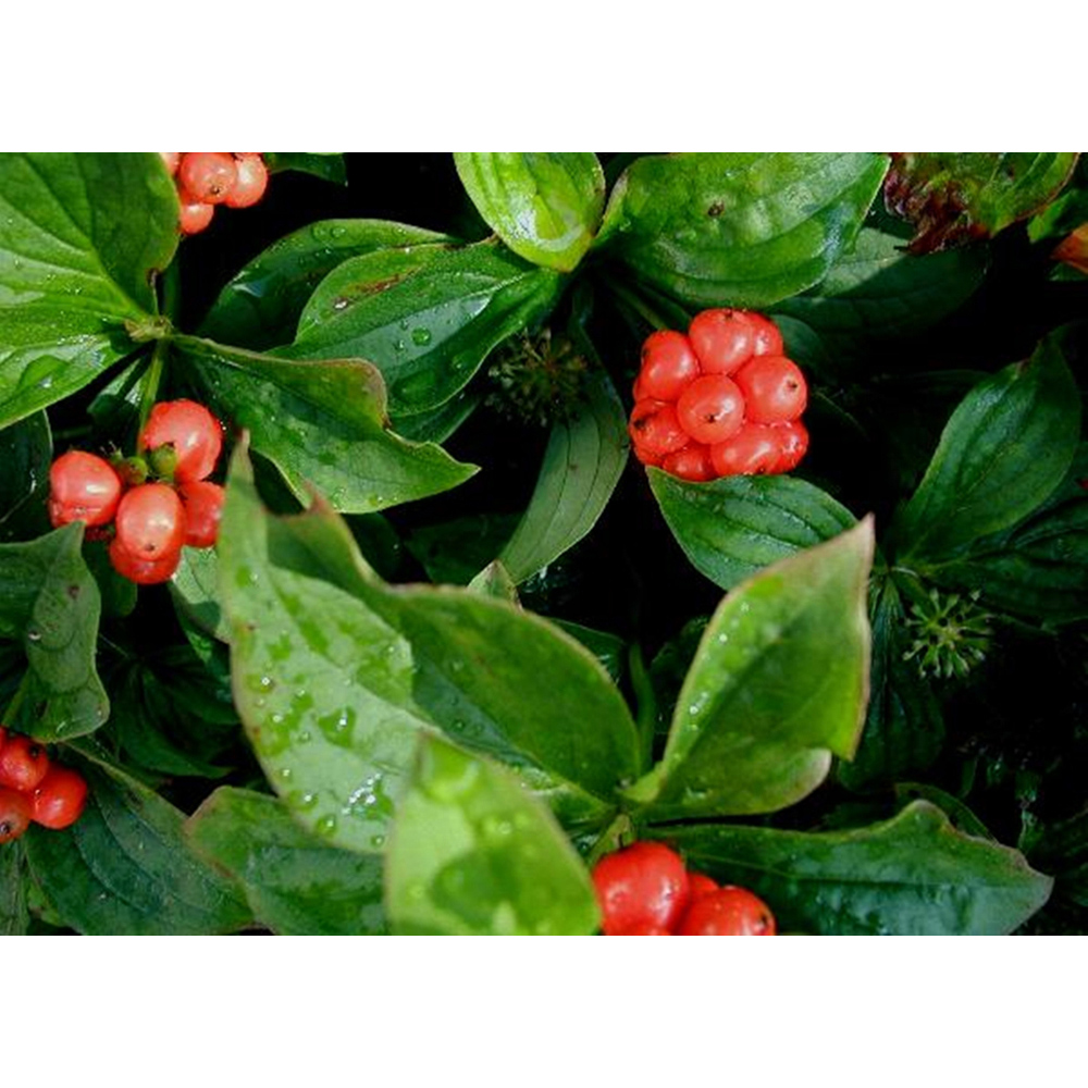 Inspirational Gifting Hedging Dogwood Native Bare Root Hedge Plant Sapling 2-3ft 5 Pack Image 3