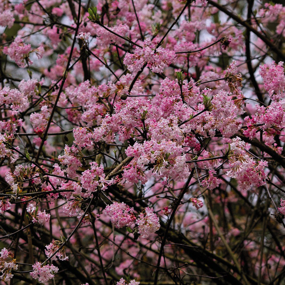 Thompson and Morgan Viburnum Bodantense Dawn Potted Plant 9cm Image 3