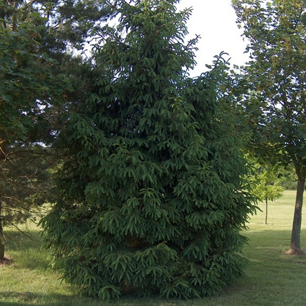 Inspirational Gifting Norway Spruce Evergreen Bare Root Plant Sapling 40-70cm 10 Pack Image 2