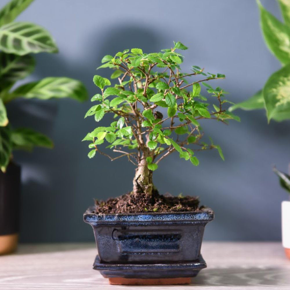 Thompson and Morgan Bonsai Zelkova Tree Ceramic and Saucer 12cm 2 Pack Image 3