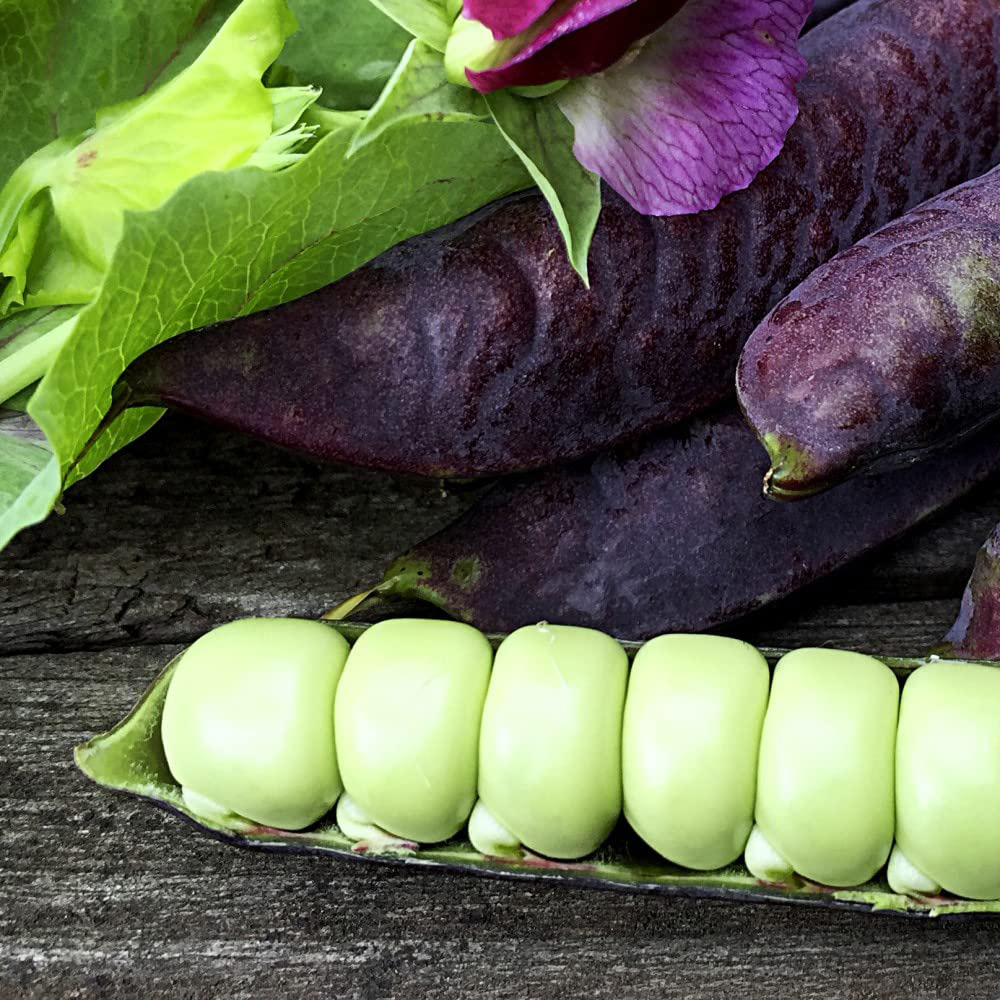 Thompson and Morgan Pea Blauwschokker Garden Ready Plant 15 Pack Image 3