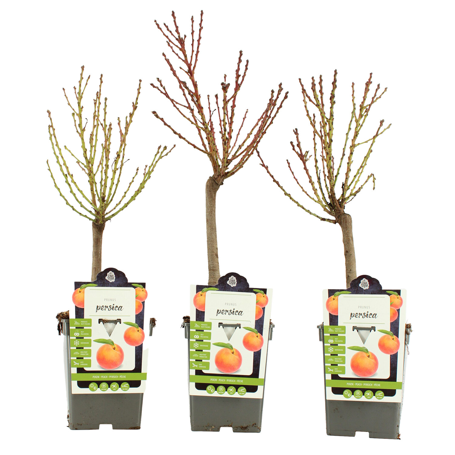 Nectarine Persica Nucipersica Image