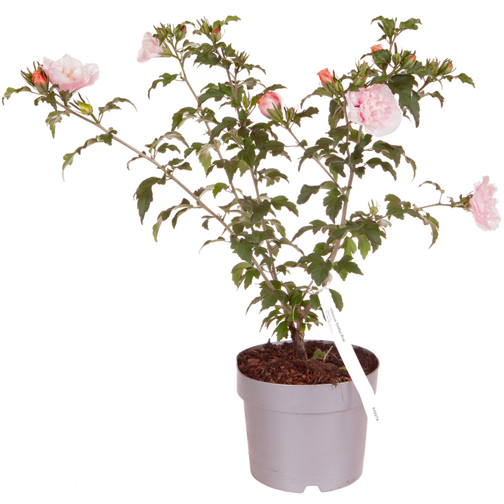 YouGarden Hibiscus Chiffon Pink Plant Pot Image 4