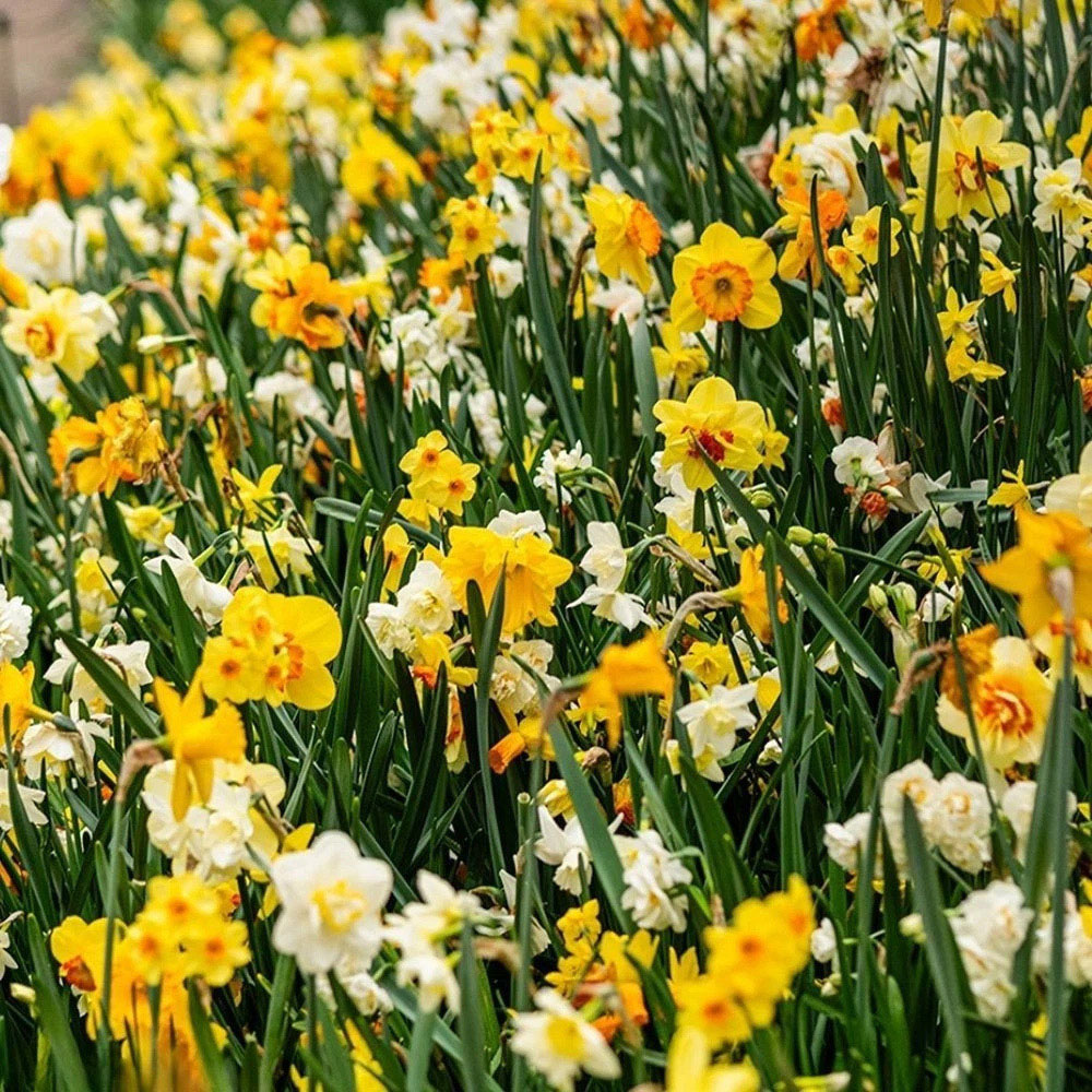 Thompson and Morgan Nurserymans Choice Daffodil White and Yellow Planting Bulb 48 Pack Image 2