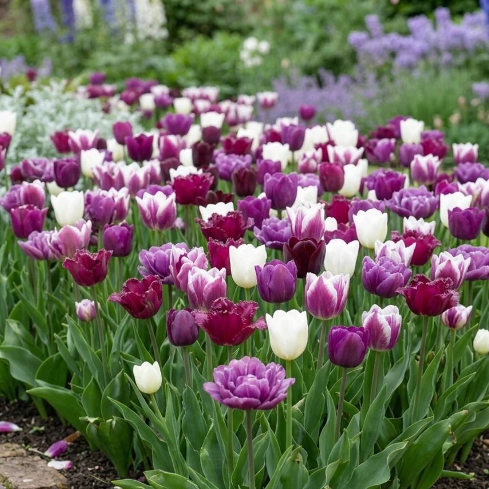 Thompson and Morgan Tulip Purple Passion Planting Bulb 80 Pack Image 2