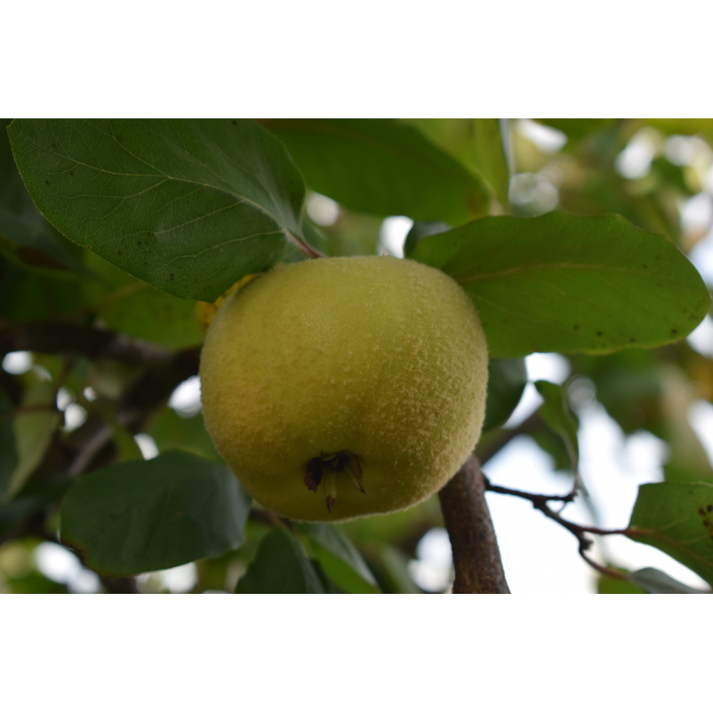 Frank P Matthews Trees Quince Cydonia Serbian Gold Half-Standard Quince A Tree in Pot 12L Image 2