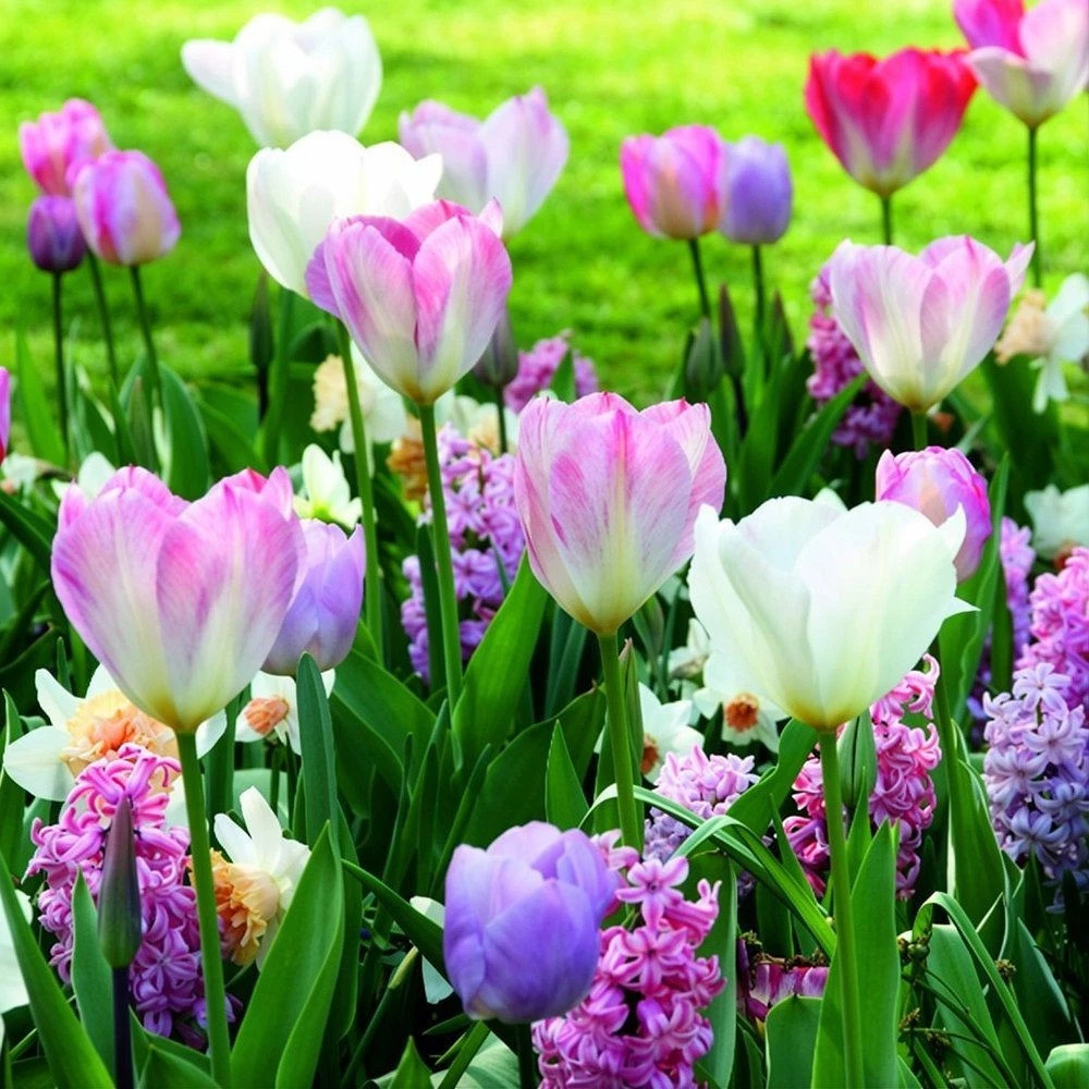 Thompson and Morgan Nurserymans Choice Mixed Planting Bulb 32 Pack Image 4