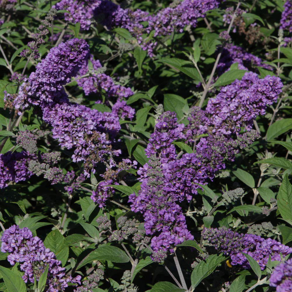 Thompson and Morgan Buddleja Blue Chip Plant Pot 3L 2 Pack Image 4