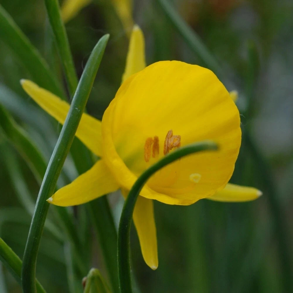 Thompson and Morgan Daffodil Golden Bells Planting Bulb 32 Pack Image 3