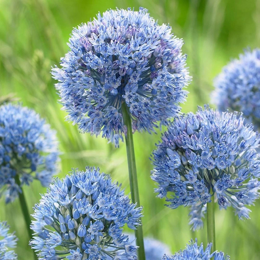 Thompson and Morgan Allium Collection Planting Bulb 200 Pack Image 2