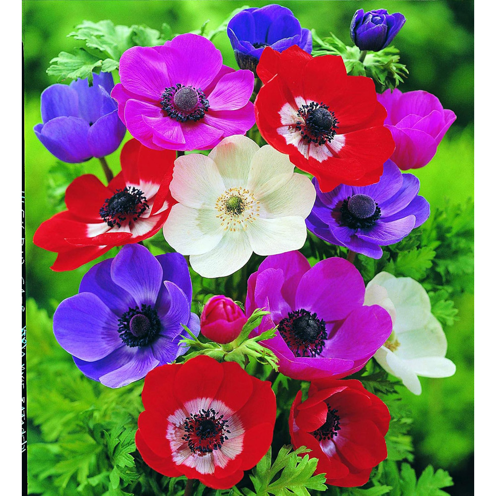 Thompson & Morgan Crazy Colour Collection Planting Bulb 50 Pack Image 3