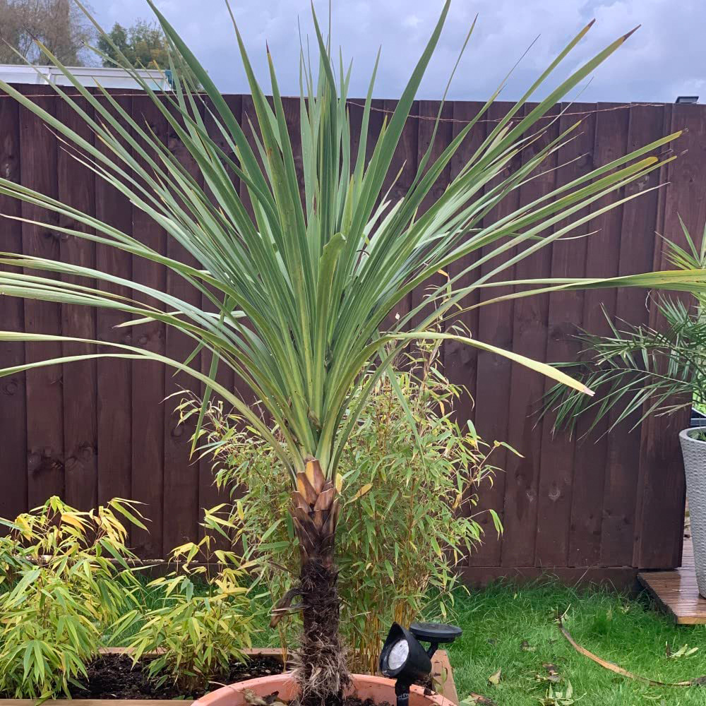 Thompson & Morgan Cordyline australis Potted Plant 24cm Image 2