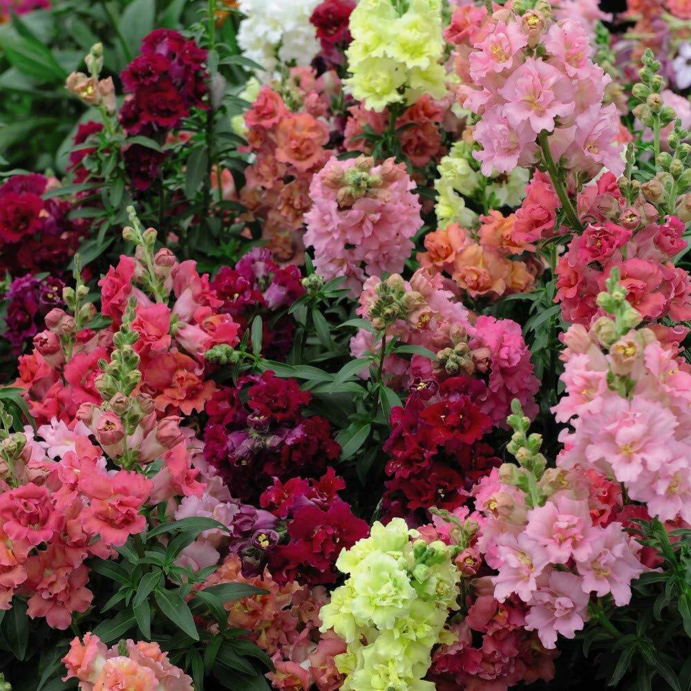 Thompson and Morgan Nurserymans Choice Annual Bedding Mixed Plant Plug 36 Pack Image 8