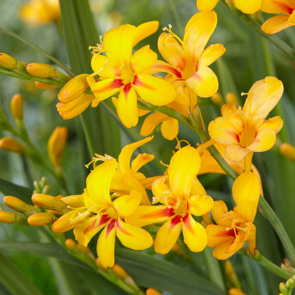 YouGarden Firestarter Bare Root Collection 15 Pack Image 3