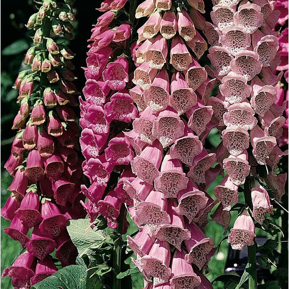 Thompson and Morgan Digitalis Foxglove Excelsior Garden Ready Plant 15 Pack Image 4