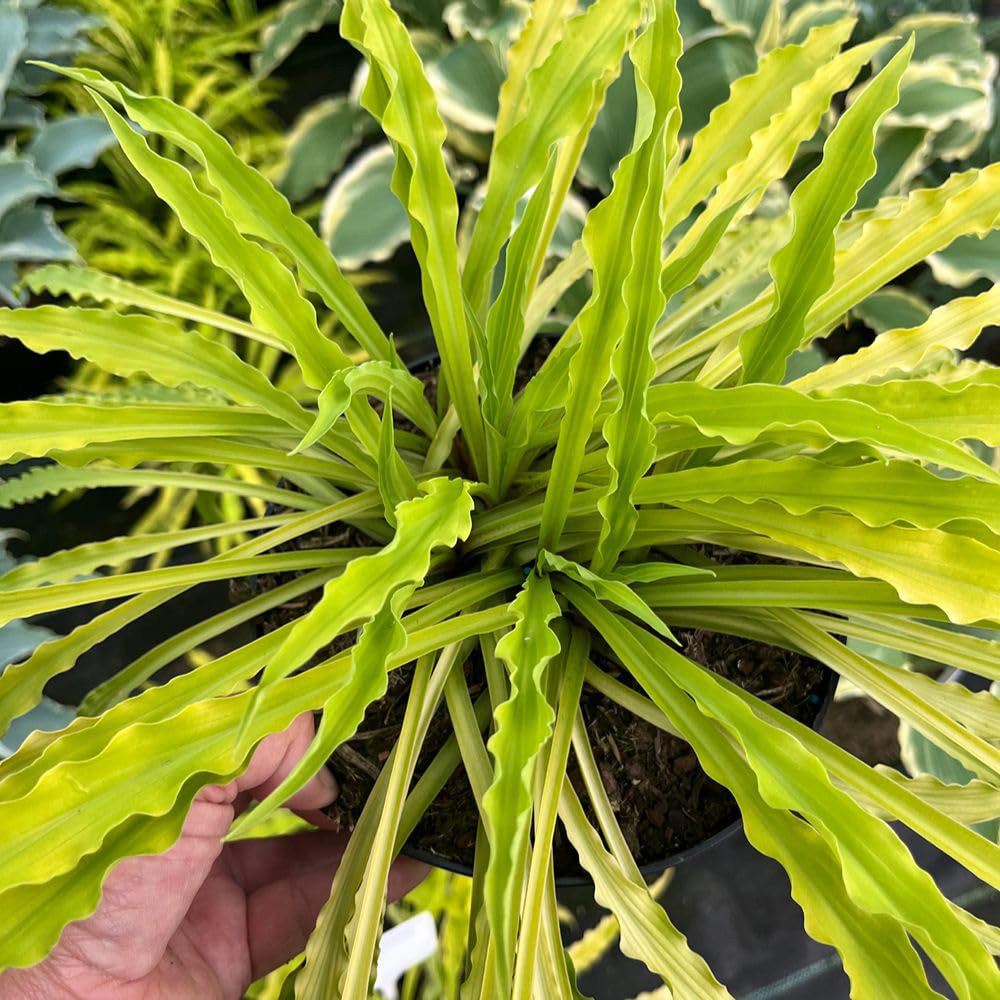 Thompson and Morgan Hosta Party Streamers Plant Pot 9cm Image 2