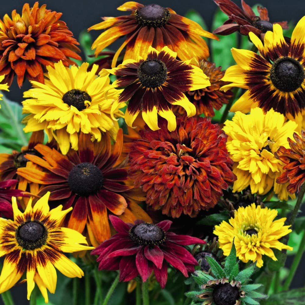 Thompson and Morgan Rudbeckia All Sorts Mixed Plug Plant 36 Pack Image 2