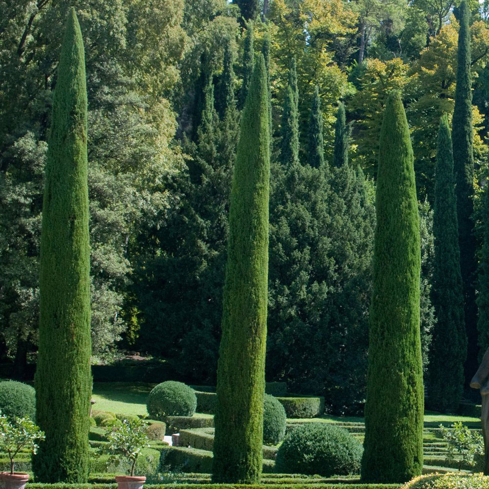 Thompson and Morgan Italian Cypress Plant Pot 14cm Image 2