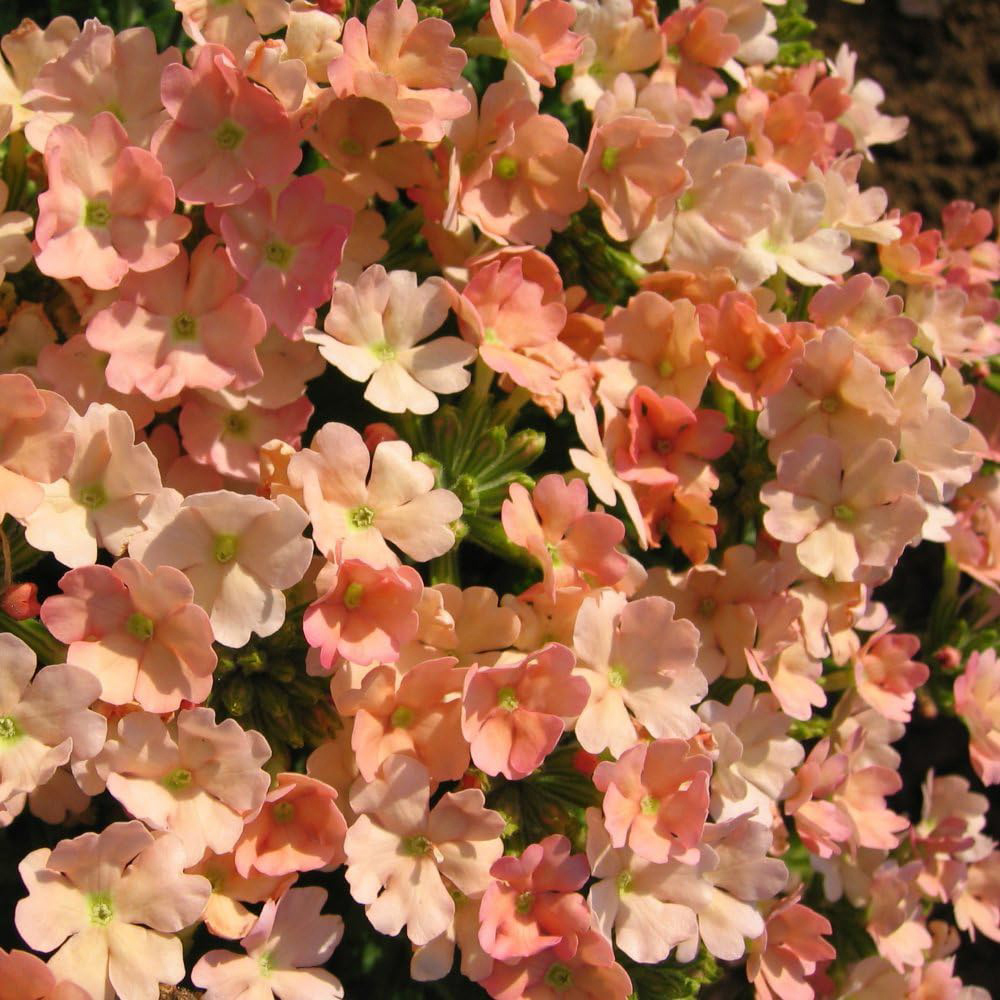 Thompson and Morgan Verbena Peach Picotee Garden Ready Plant 30 Pack Image 3