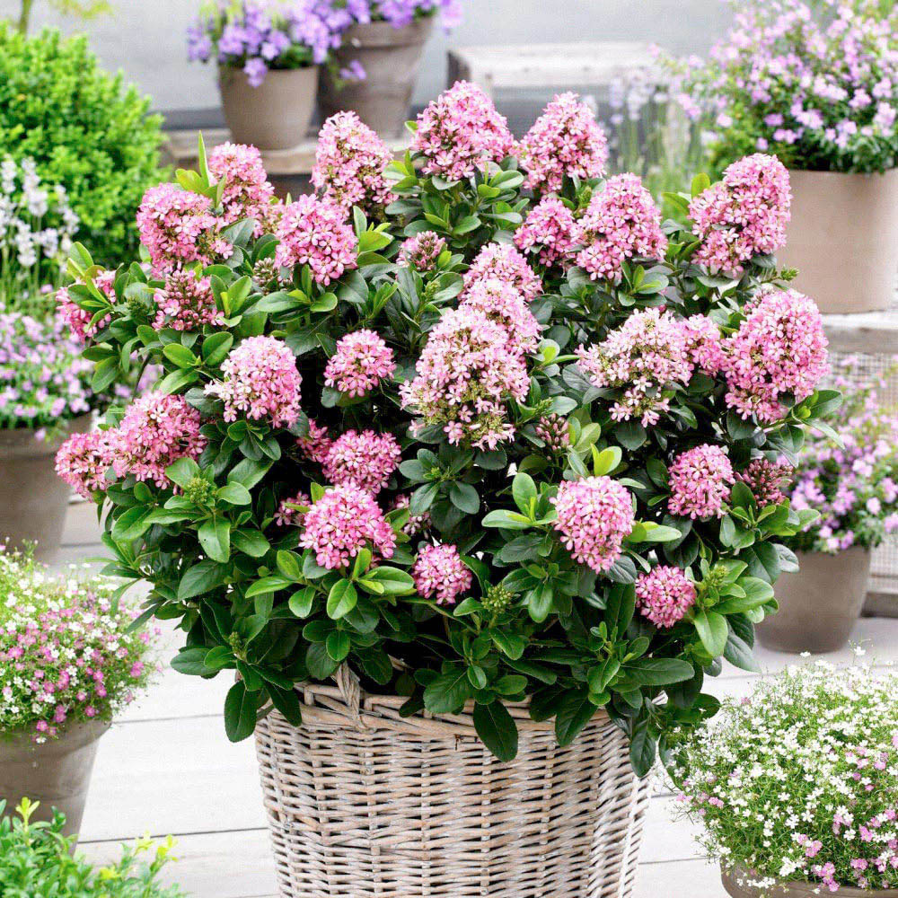 Thompson and Morgan Escallonia Laevis Pink Elle Plant Pot 9cm 3 Pack Image 2