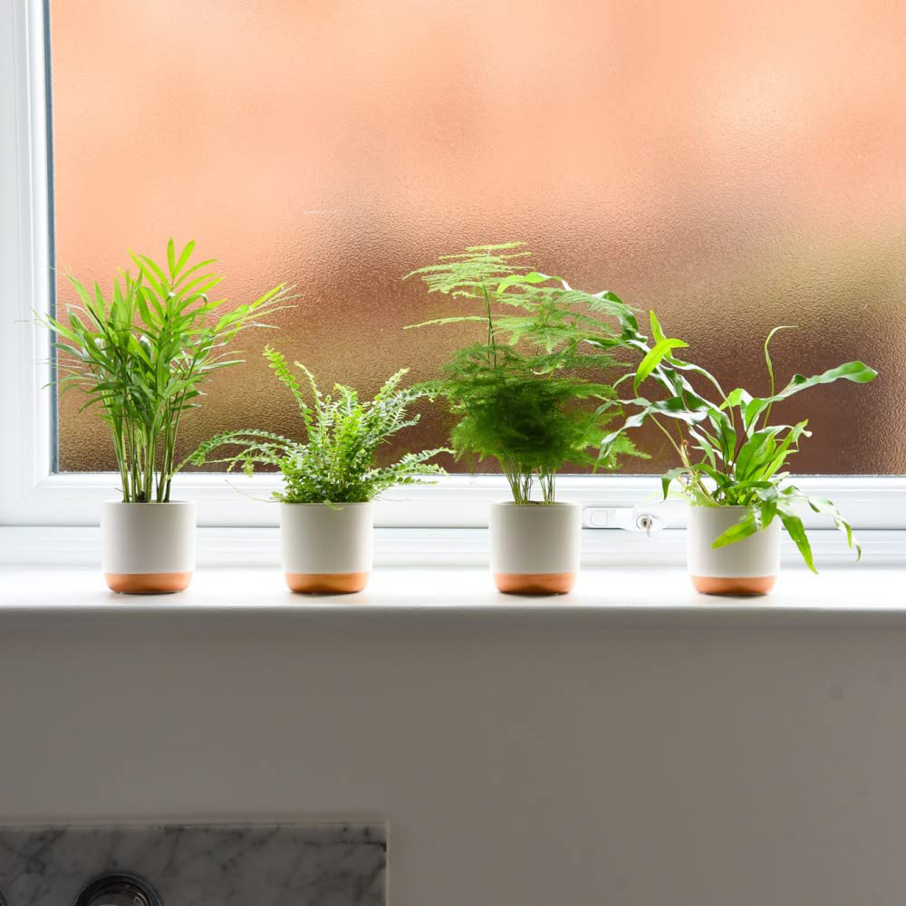 Thompson & Morgan Green Houseplant Starter Mix Potted Plant 6cm 3 Pack Image 3