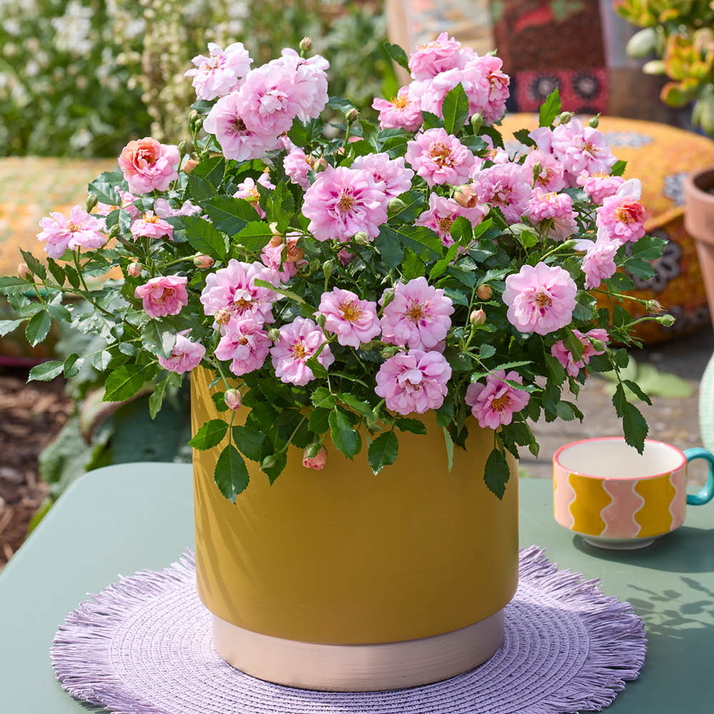 YouGarden Rose Amirose Plant in Pot 14cm 3 Pack Image 2