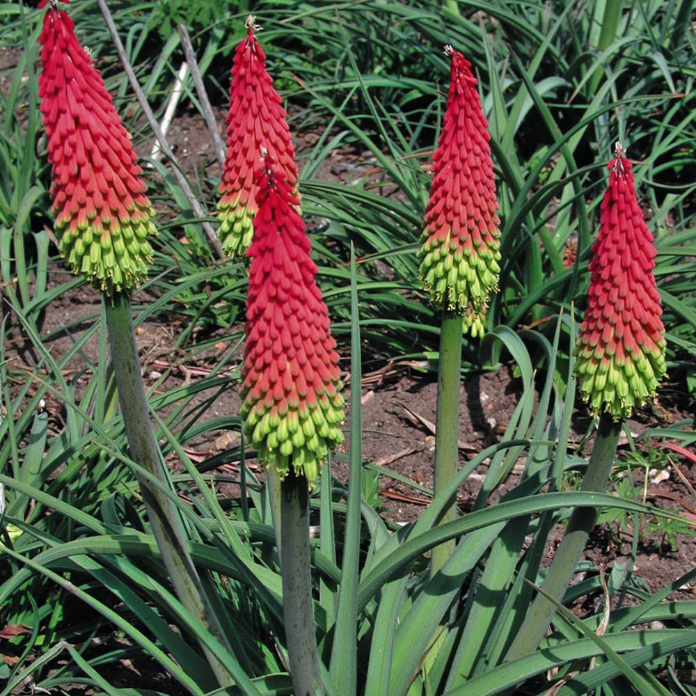 Thompson & Morgan Red Hot Poker Traffic Lights Seeds Image 2