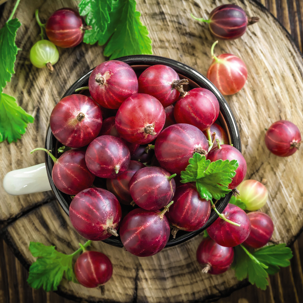 Thompson & Morgan Nurserymans Choice Fruit Potted Plant Image 7