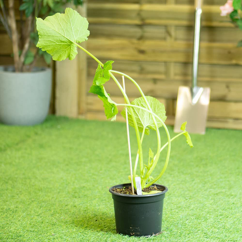 Thompson and Morgan Courgette Sure Thing Seeds Image 3