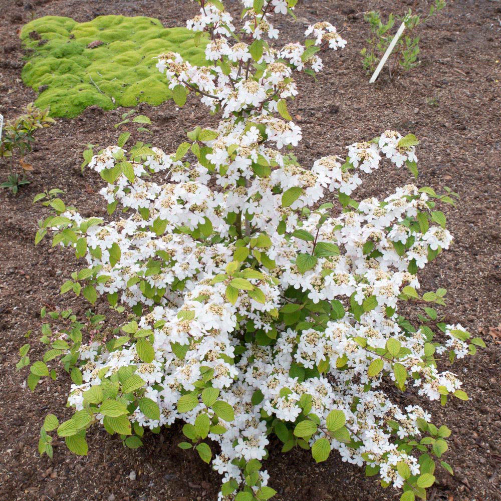 Thompson and Morgan Viburnum Kilimanjaro Sunrise Plant Pot 3L Image 2