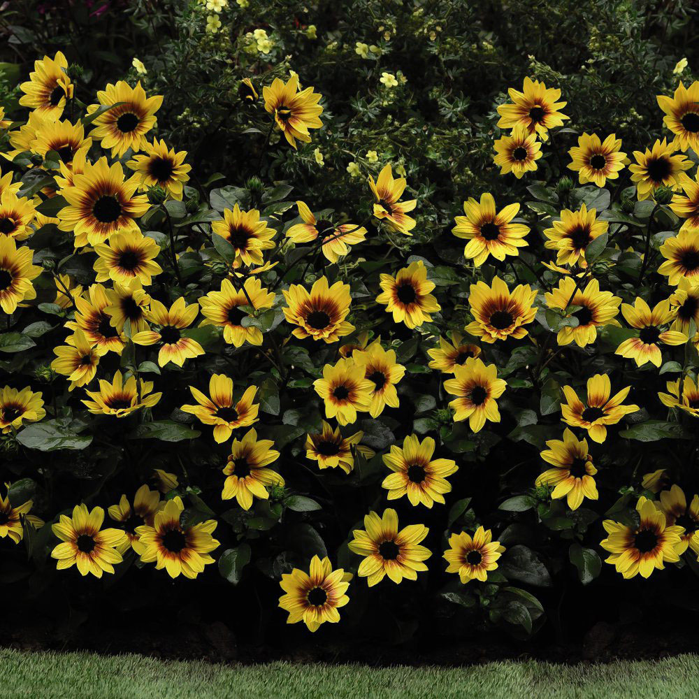 Thompson and Morgan Sunflower SunBelievable Brown Eyed Girl Plant Pot 9cm 3 Pack Image 4