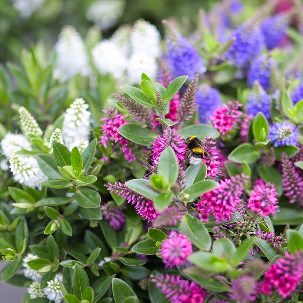 YouGarden Hebe All Bloom Collection Plant in Pot 10.5cm 3 Pack Image 1