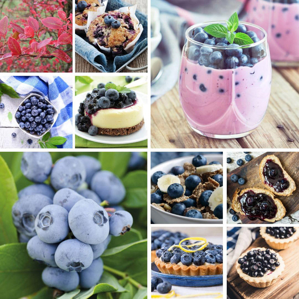Thompson & Morgan Growers Choice Assorted Blueberry Plant Pot 9cm 3 Pack Image 4