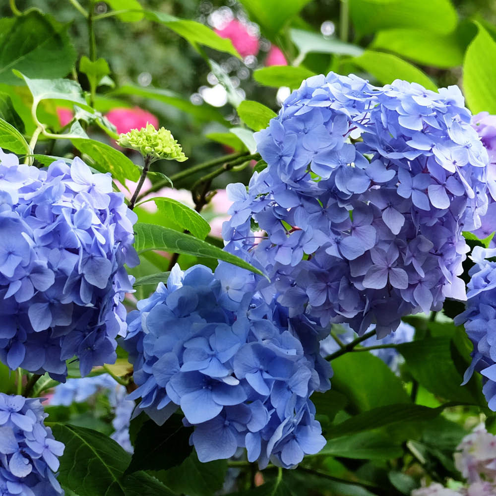 YouGarden Hydrangea Macrophylla Blue Mophead Standard Plant in Pot 18cm Image 1