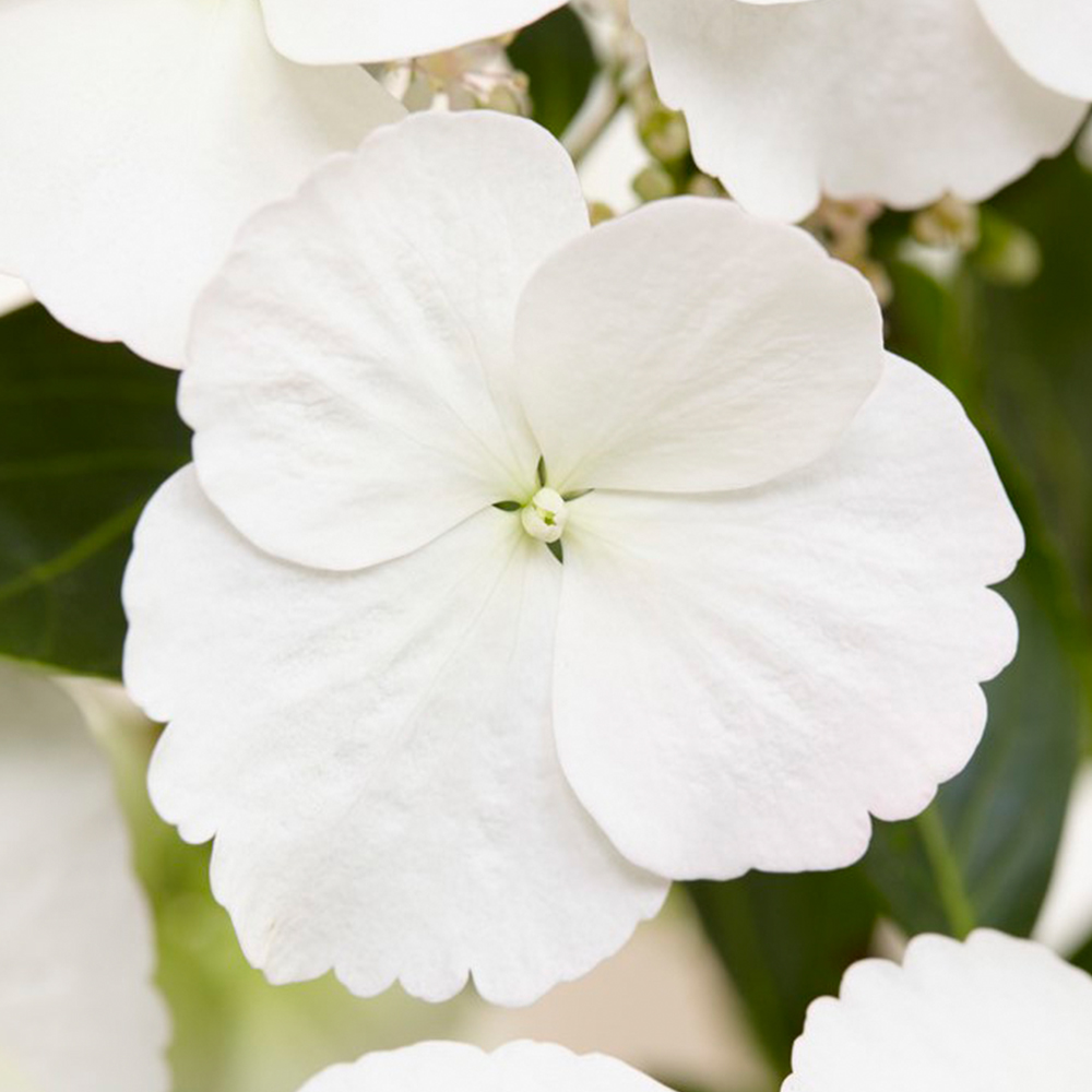 wilko Hydrangea Runaway Bride Plant Pot 14cm Image 3