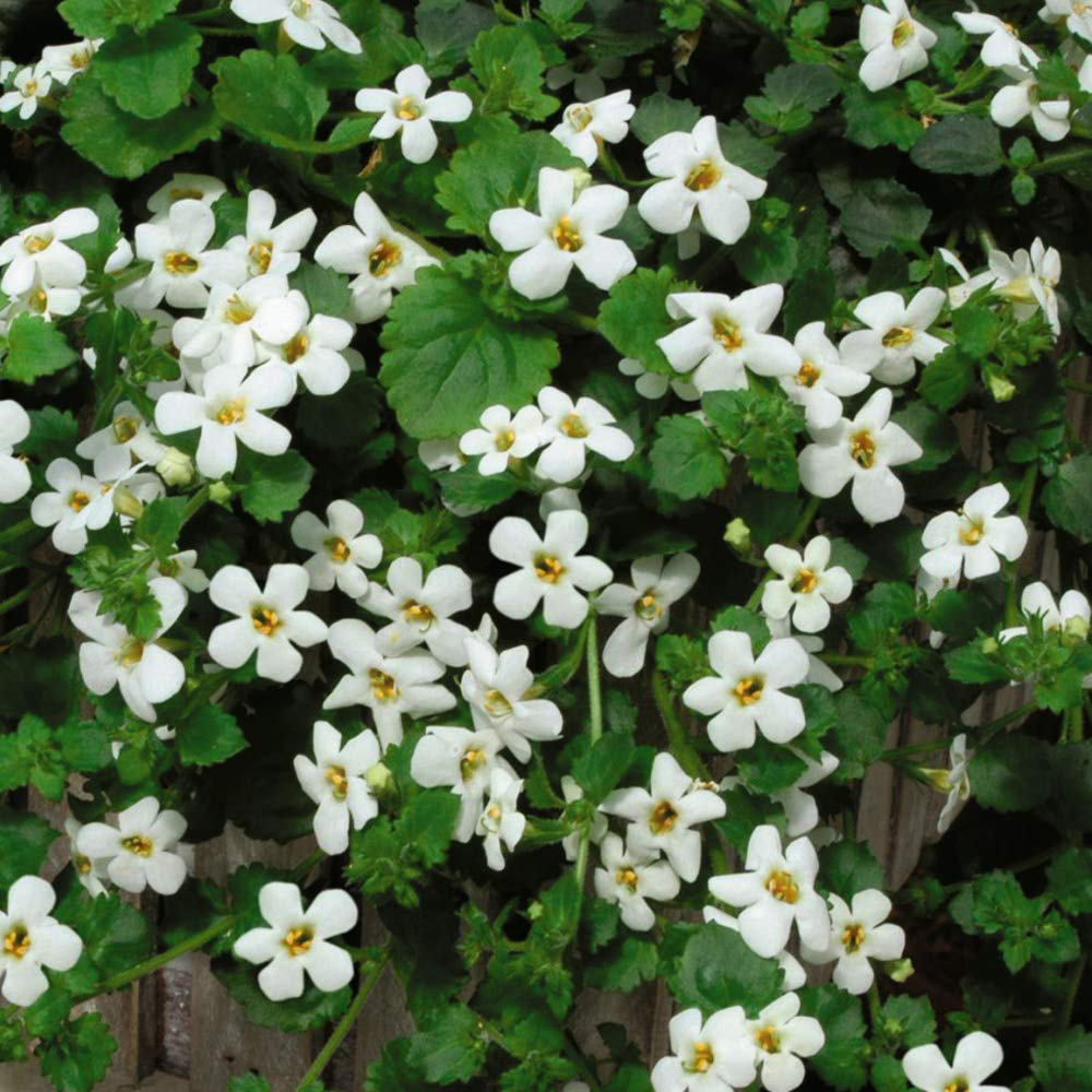 Thompson and Morgan Hanging Basket Plug Plant Collection 72 Pack Image 2