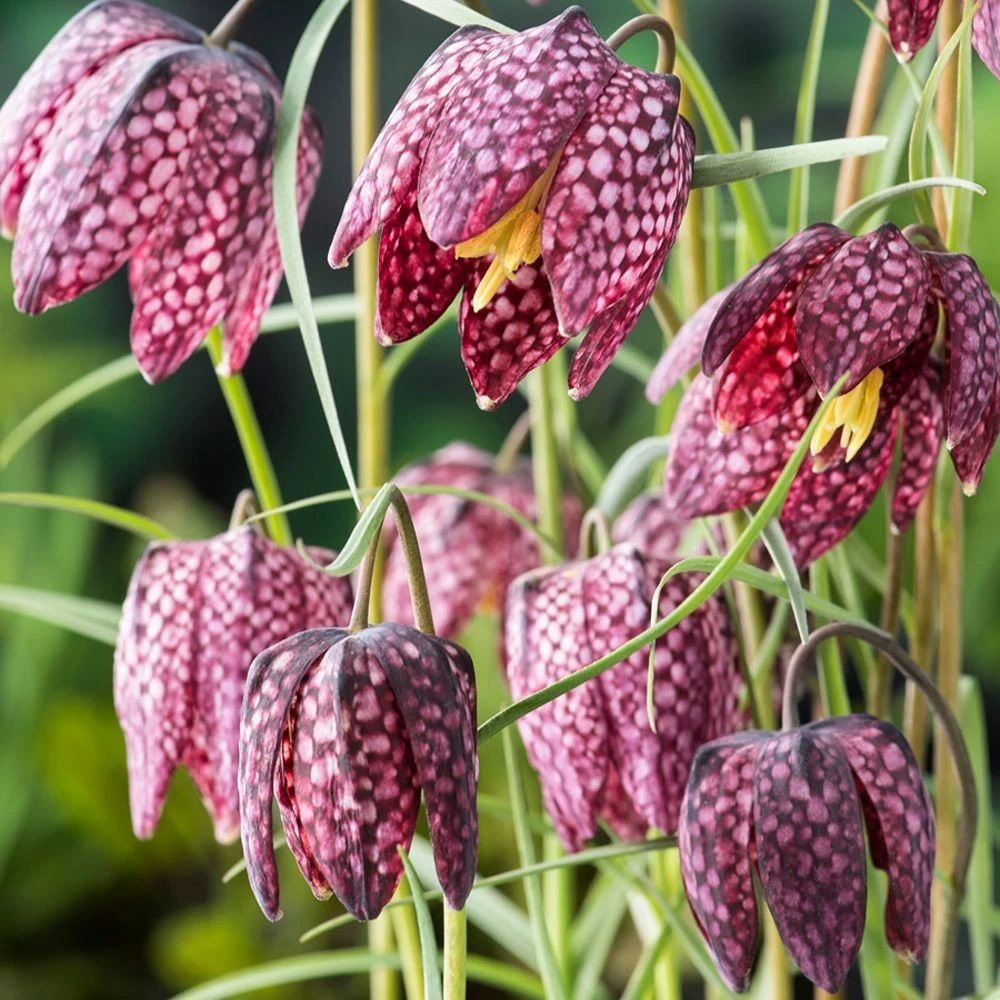 Thompson and Morgan Fritillaria Meleagris Mix Autumn Planting Bulb 160 Pack Image 4