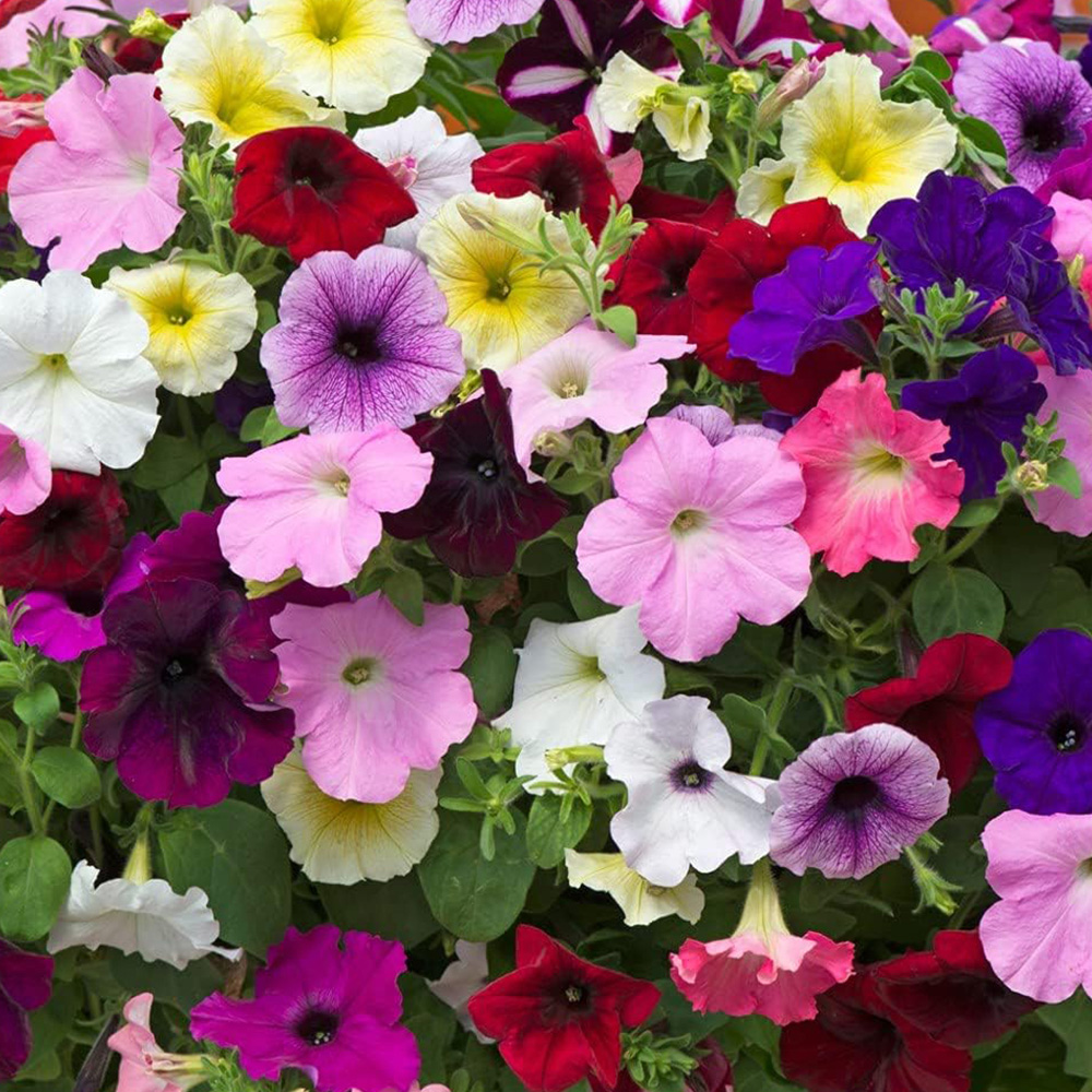 Thompson and Morgan Nurserymans Choice Petunia Postiplugs 5 Pack with Seeds 5 Pack Image 4