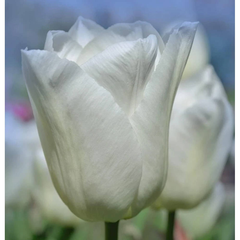 Thompson and Morgan Tulip Single Early White Prince Planting Bulb 32 Pack Image 5