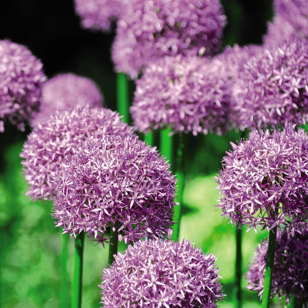 Thompson and Morgan Allium Purple Sensation Planting Bulb 8 Pack Image 7