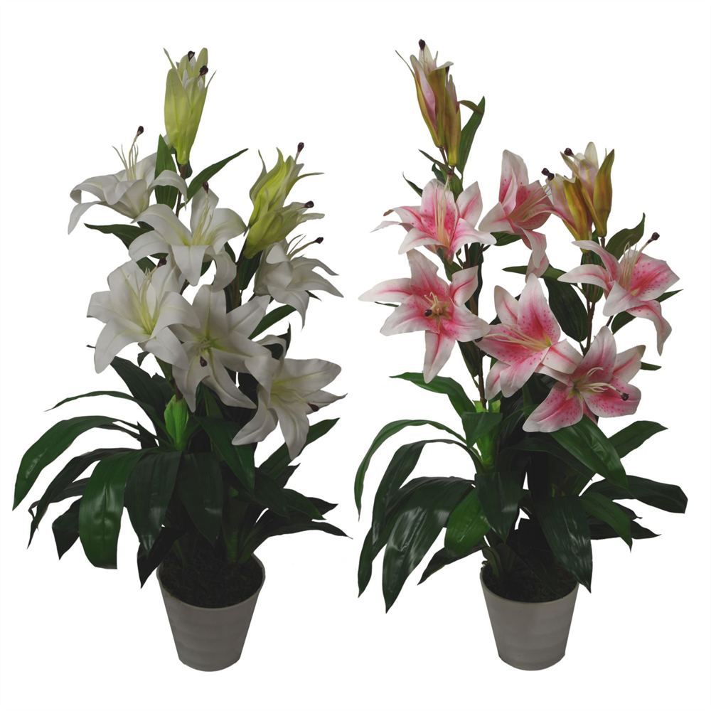Leaf Pink and White Lily Stargazer Plant in Pot 90cm Image 3
